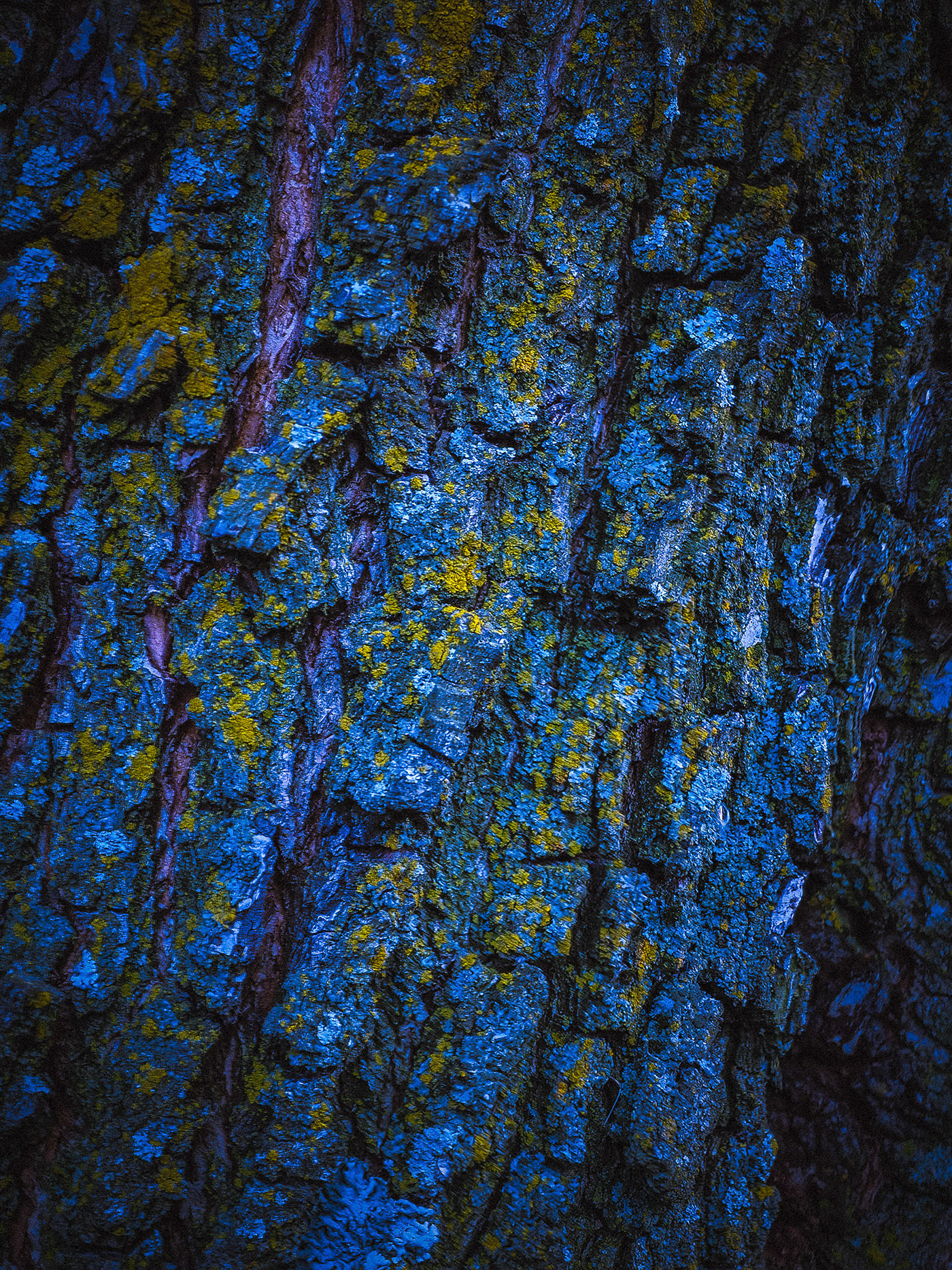trees Nature art abstract Photography  fine art color tree bark