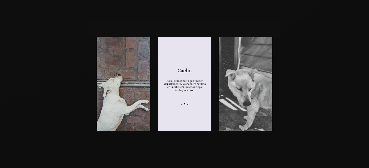Fotografia perros trilnick Zine  fanzine fadu uba dogs