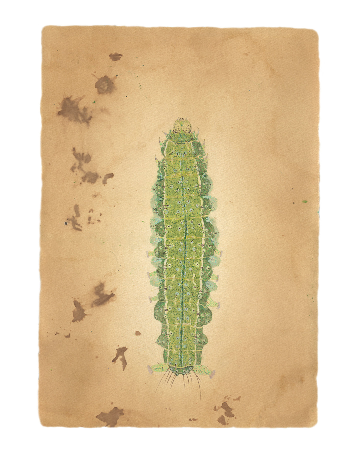 Caterpillar insect miniaturepainting Pointillism naturalhistoryillustration NatureLover observation delicate japan Drawing 