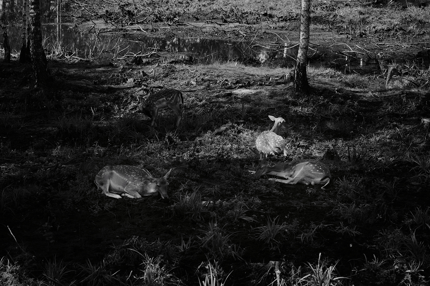 animal Nature Photography  bison deer Wildlife photography fujifilm Film   saveanimals zoo