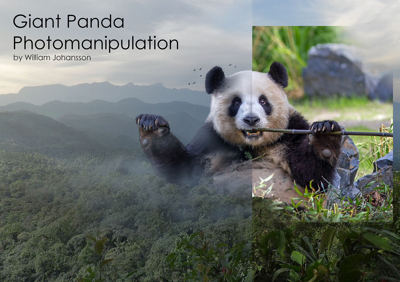 photomanipulation animals photoshop art digitalart digitalpainting Panda  NTU ADM Photoretouch