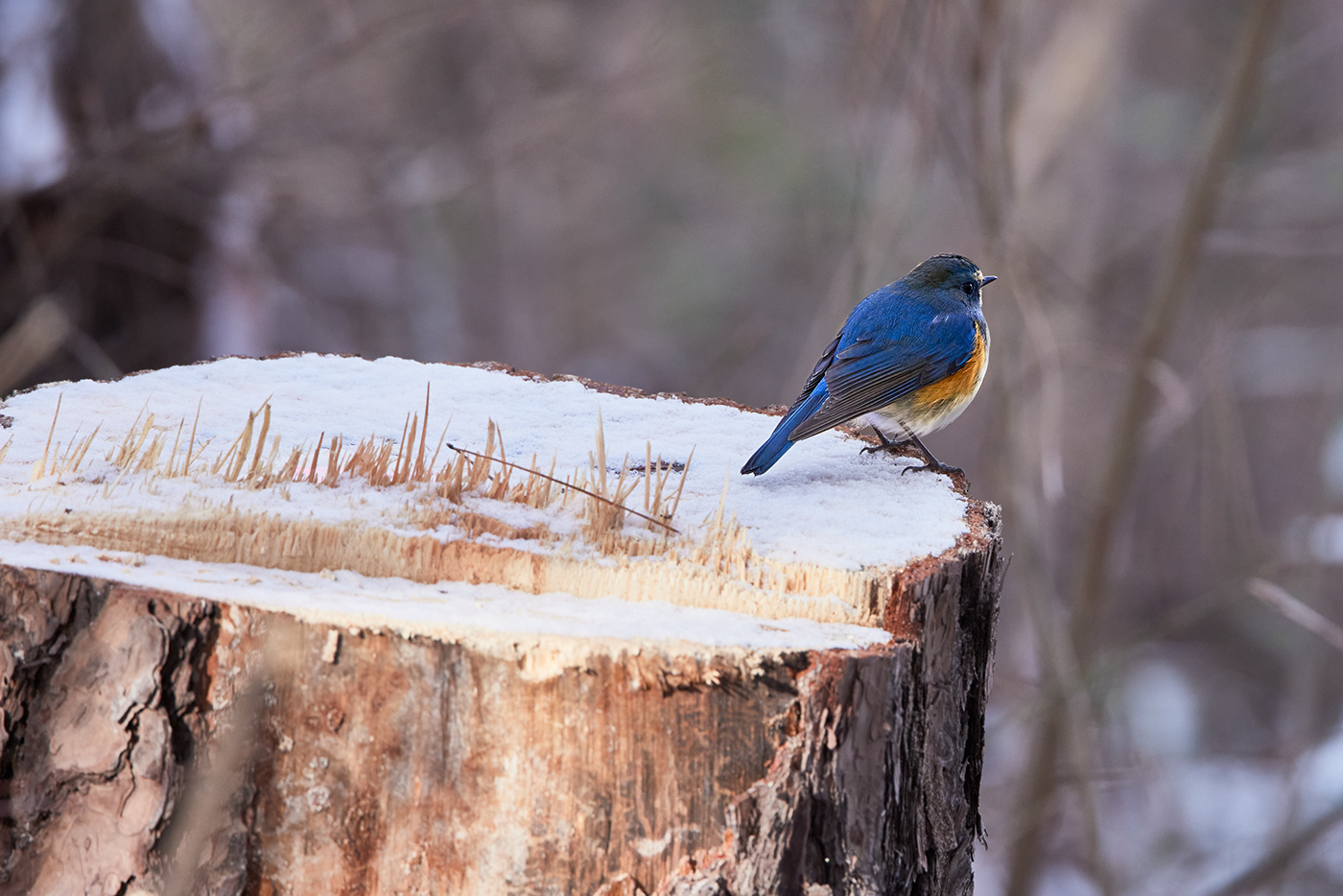 animal animals bird blue BlueBird cute forest Nature Photography  woods