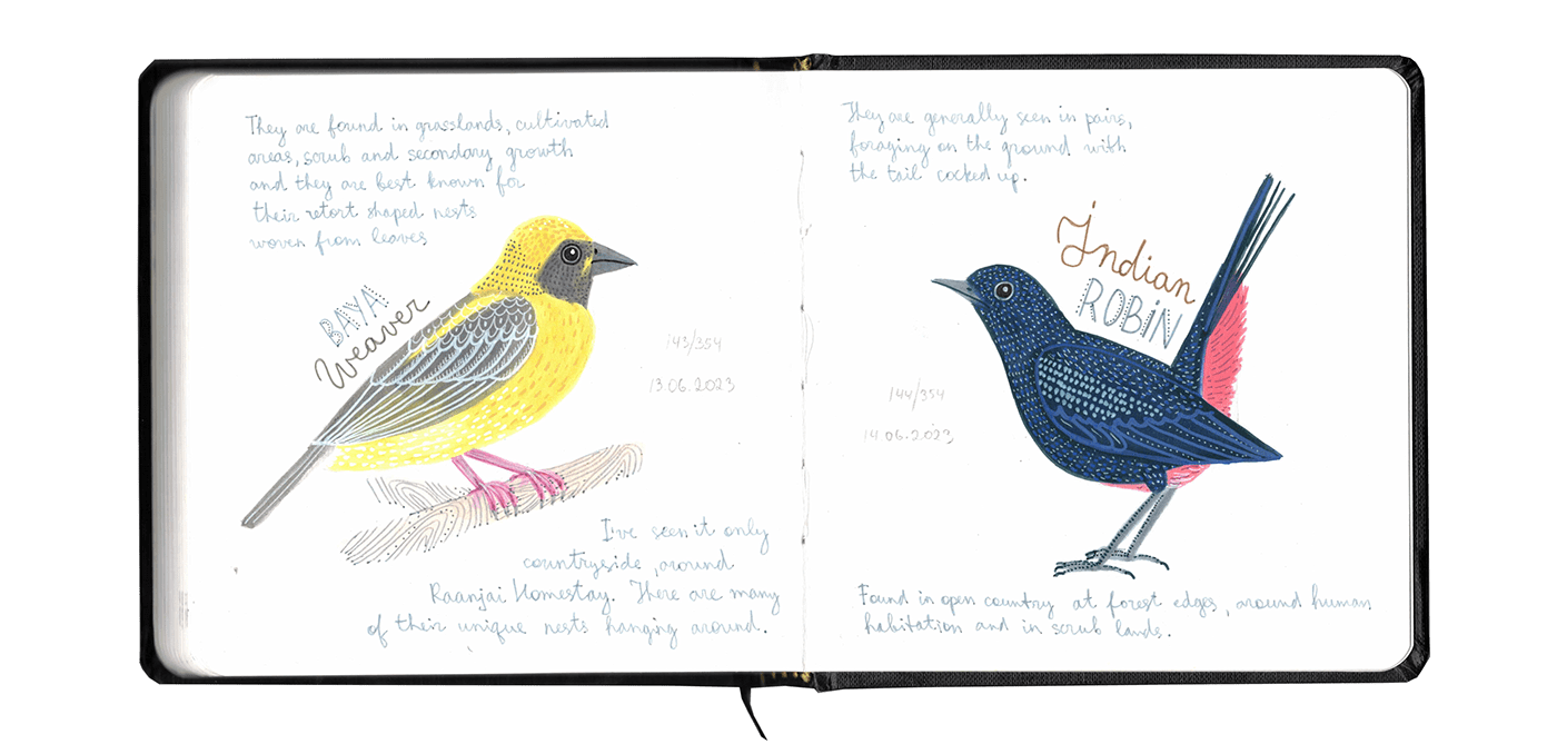 bird sketchbook birdwatching sketch field notes wildlife Nature doodle birds scientific illustration