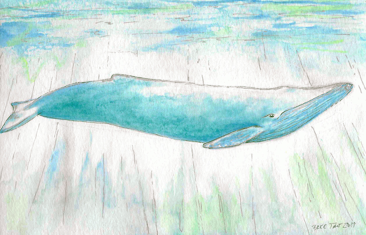 blue whale watercolor Ocean marine life