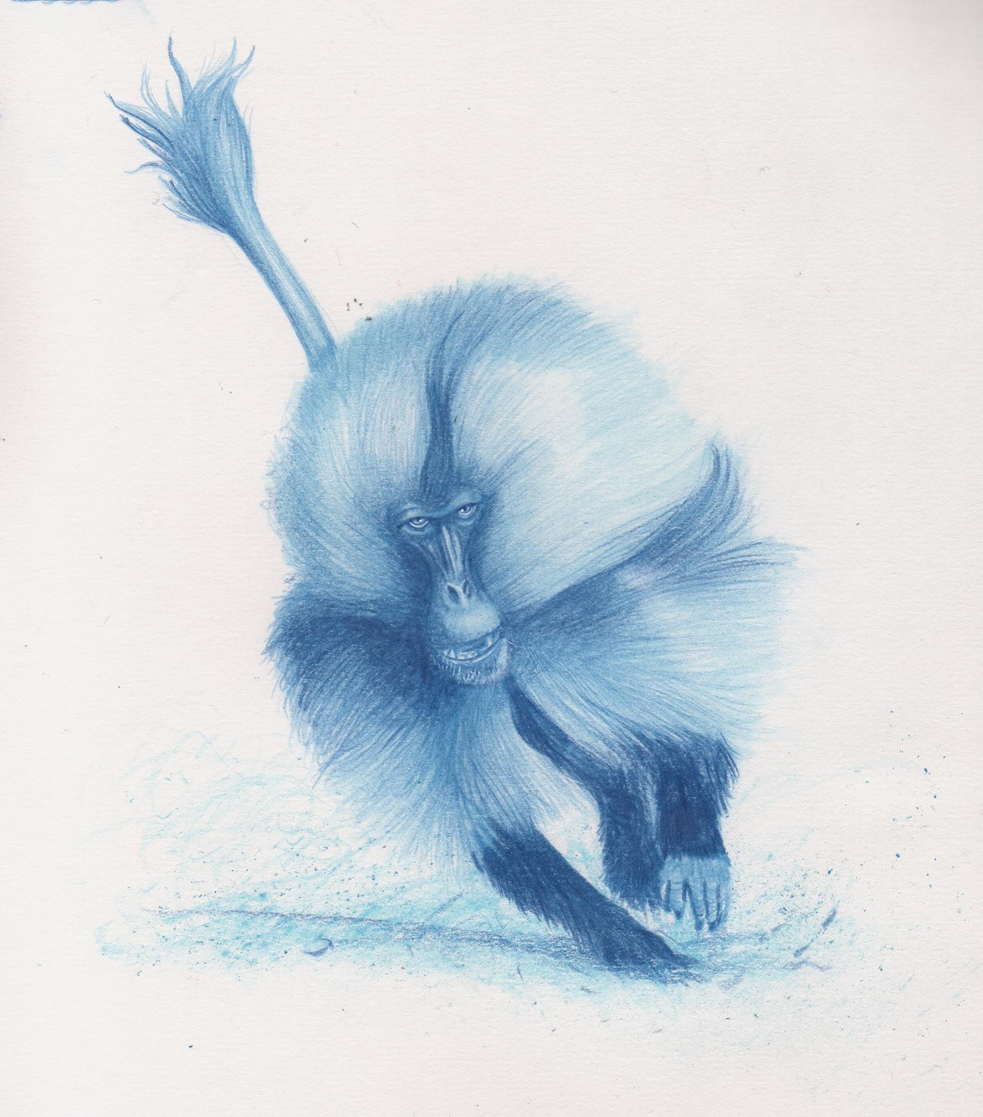 animals anteater dog gelada ourangoutan owl sketch Tapir