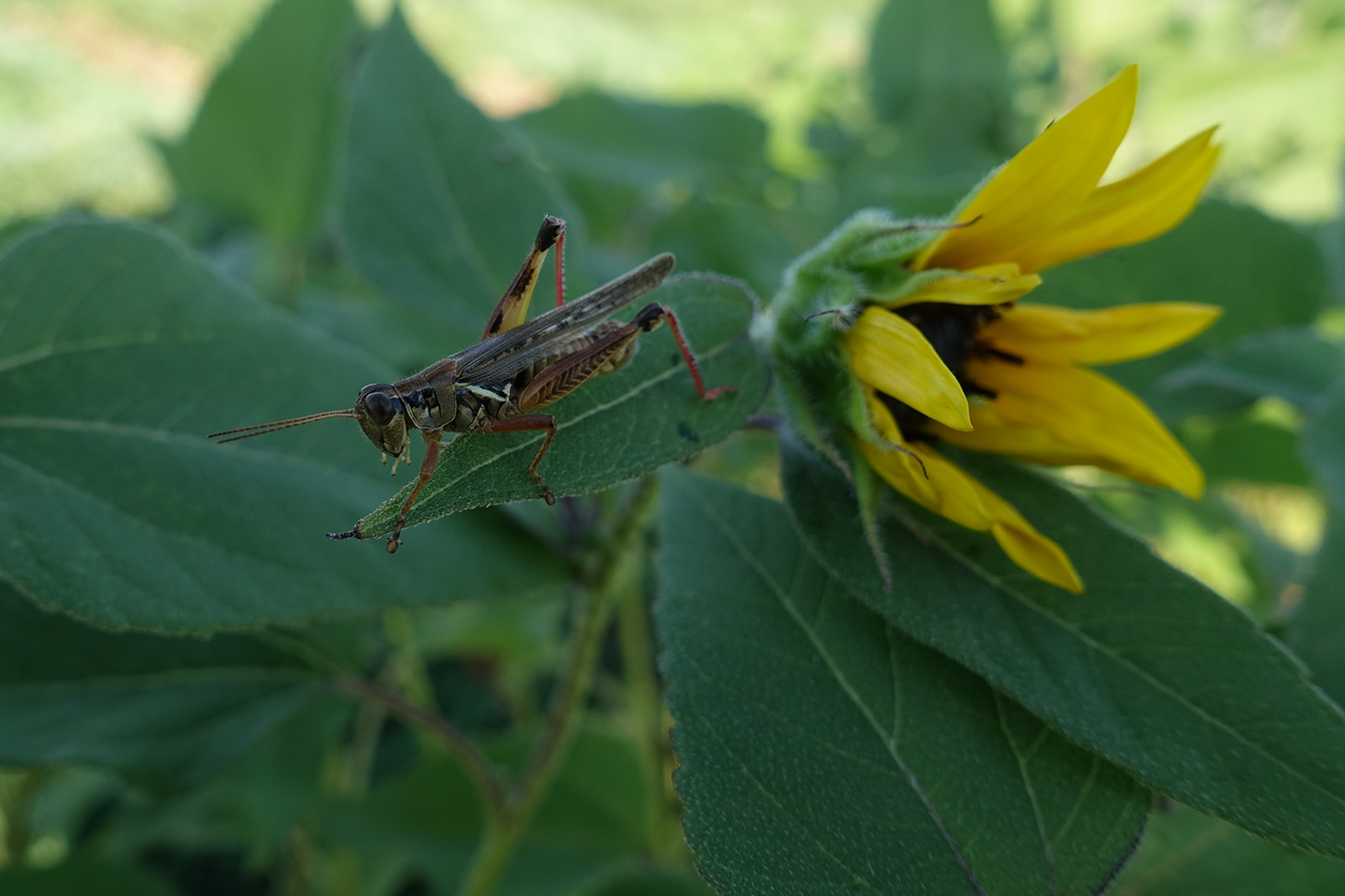 Canada Cricket Grasshopper Insects Landscape Montreal Nature