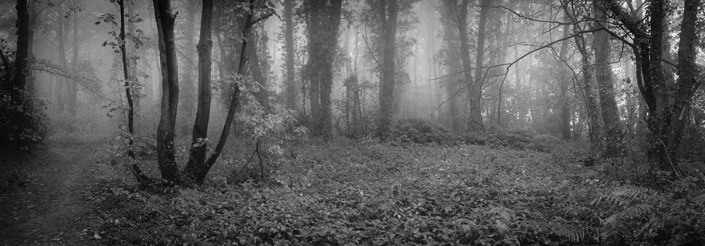 atmopsheric dark fog forest Foxwood mist Mono mood trees woodland