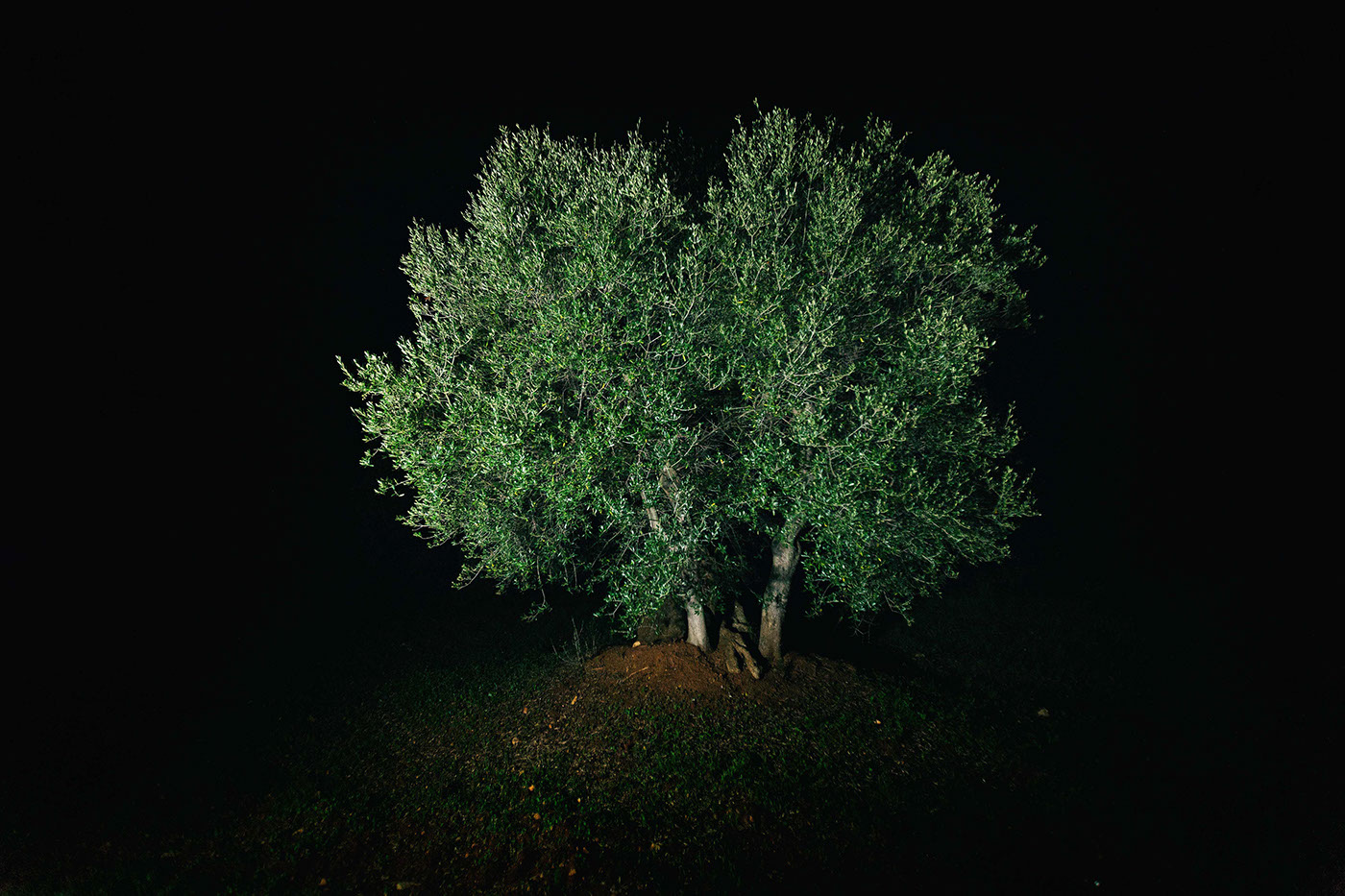 apulia olive trees ostuni brindisi salento trees night night tree Nature