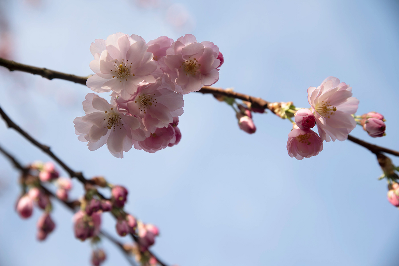 blossoms Cherry blossoms Nature season spring Tree  Flowers buds Sun pink