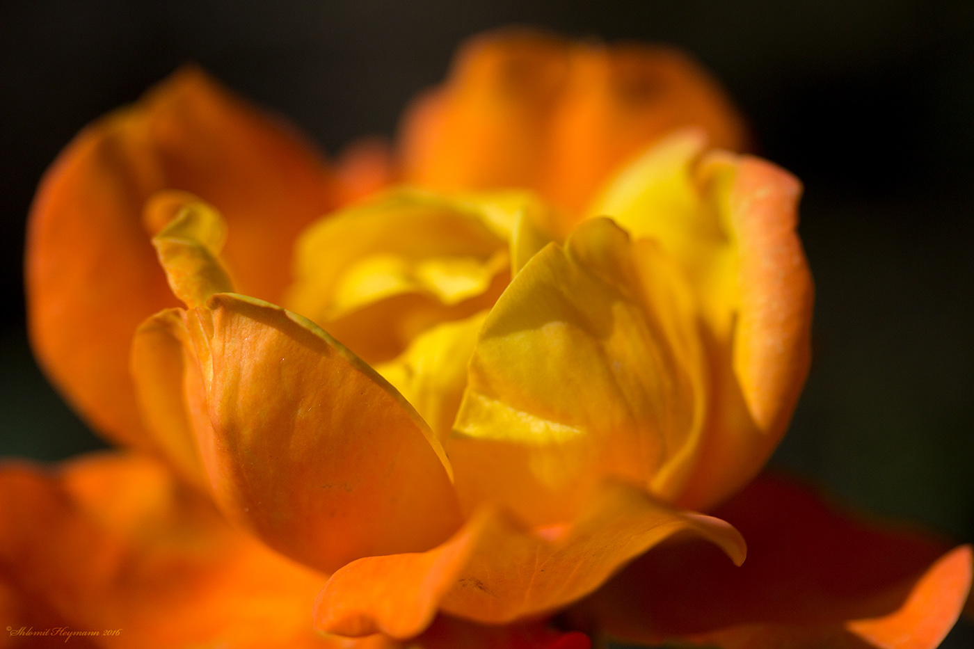 Image of Rose flower