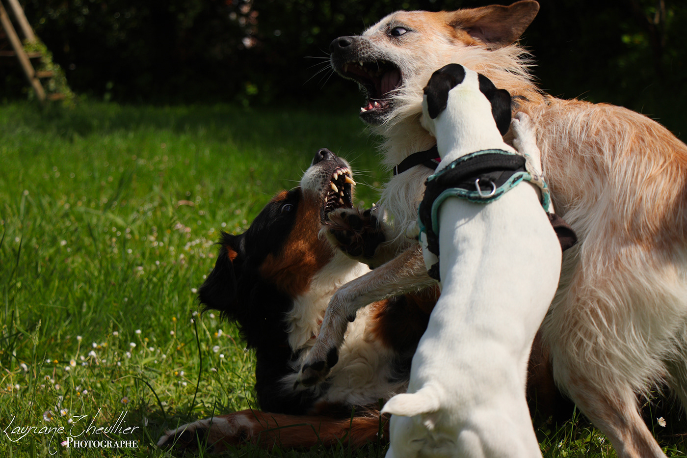 amitié campagne chien creuse ferme jeu Nature Photographie Tendresse Photography 