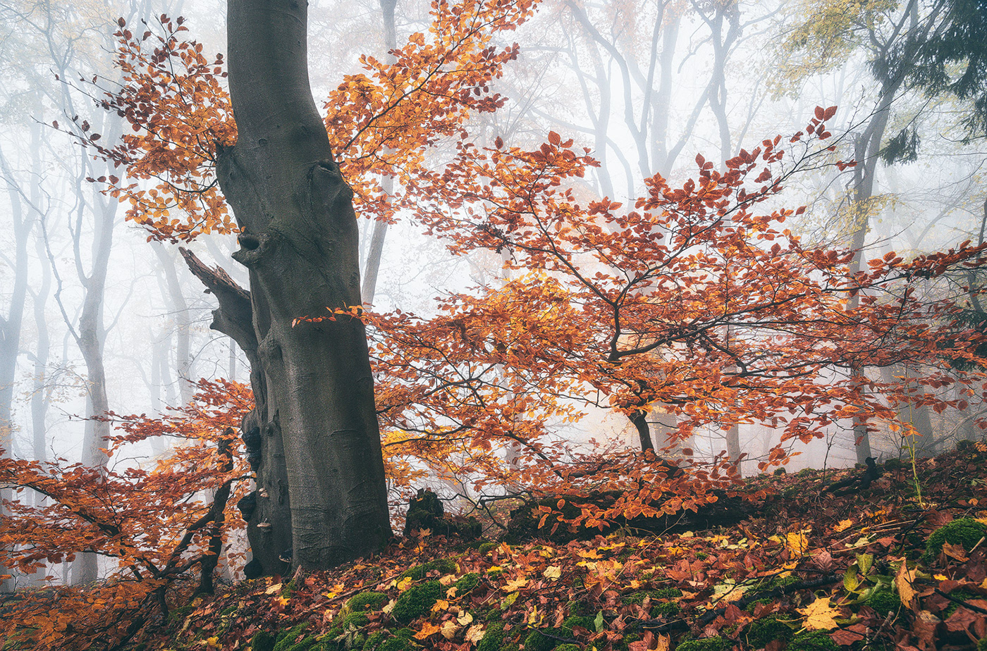 Landscape forest wood trees autumn fog mist mood Gleichberg Fall
