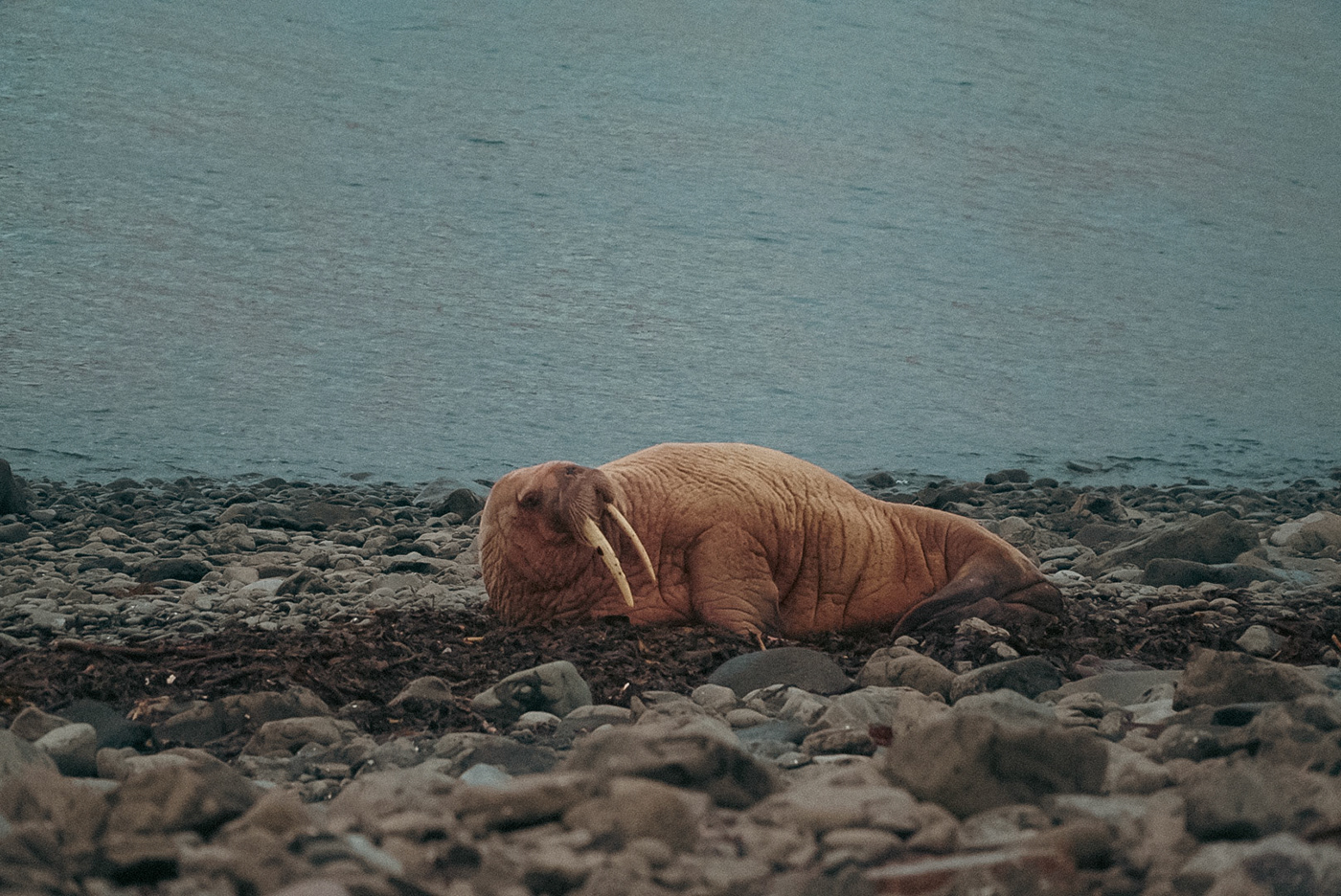 walrus marine life icelandic beach westfjords