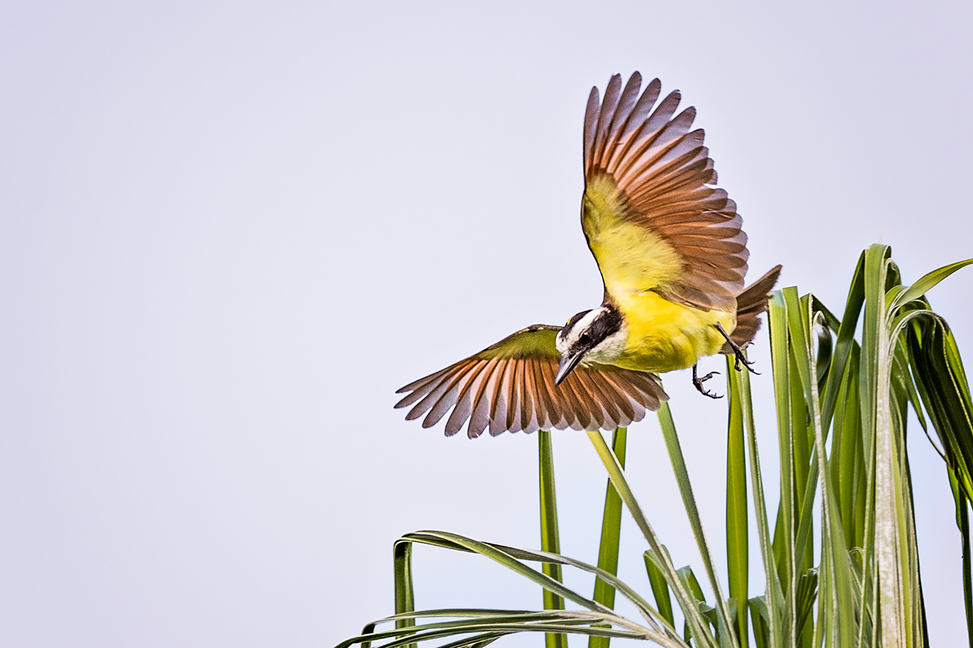 bird flycatcher Flying Nature