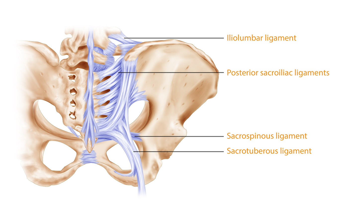 anatomy medical Human Body