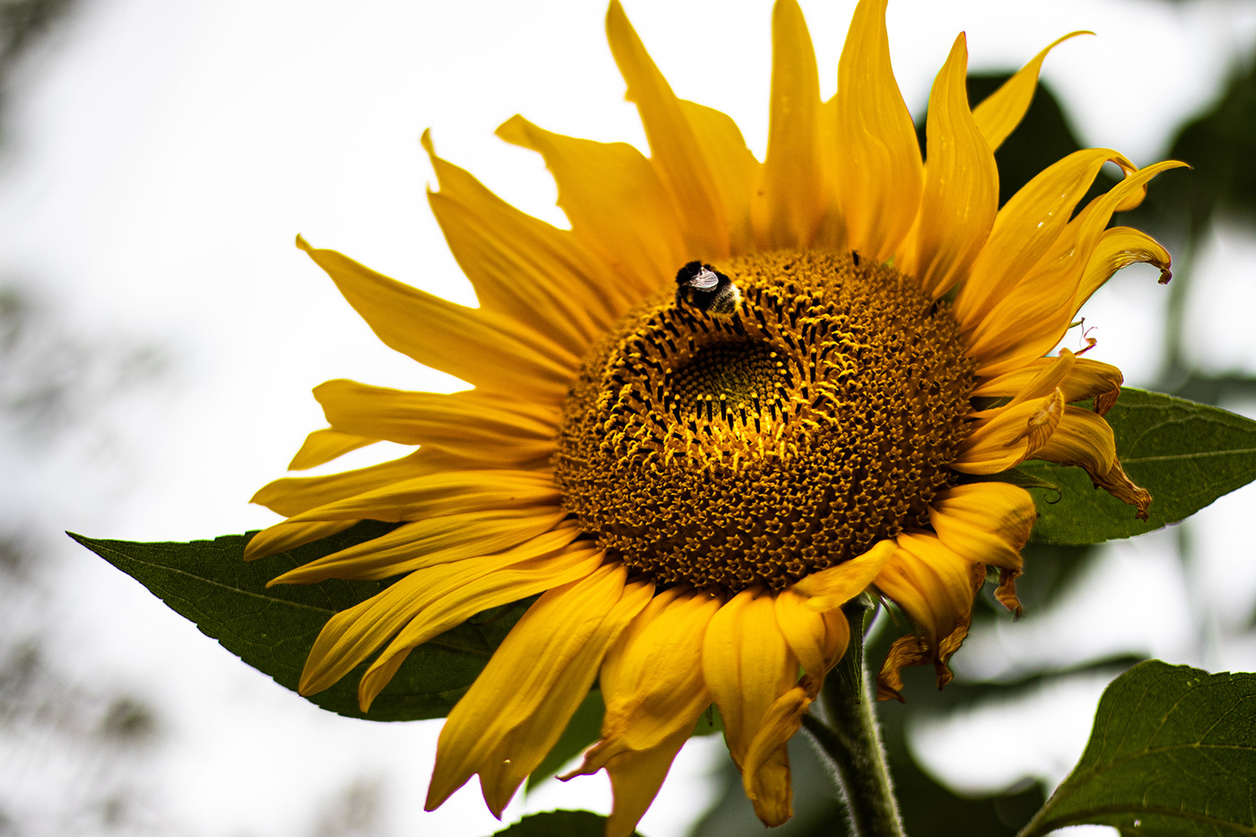 pflanzen natur Fotographie Bienen hummel blüten Sonnenblumen