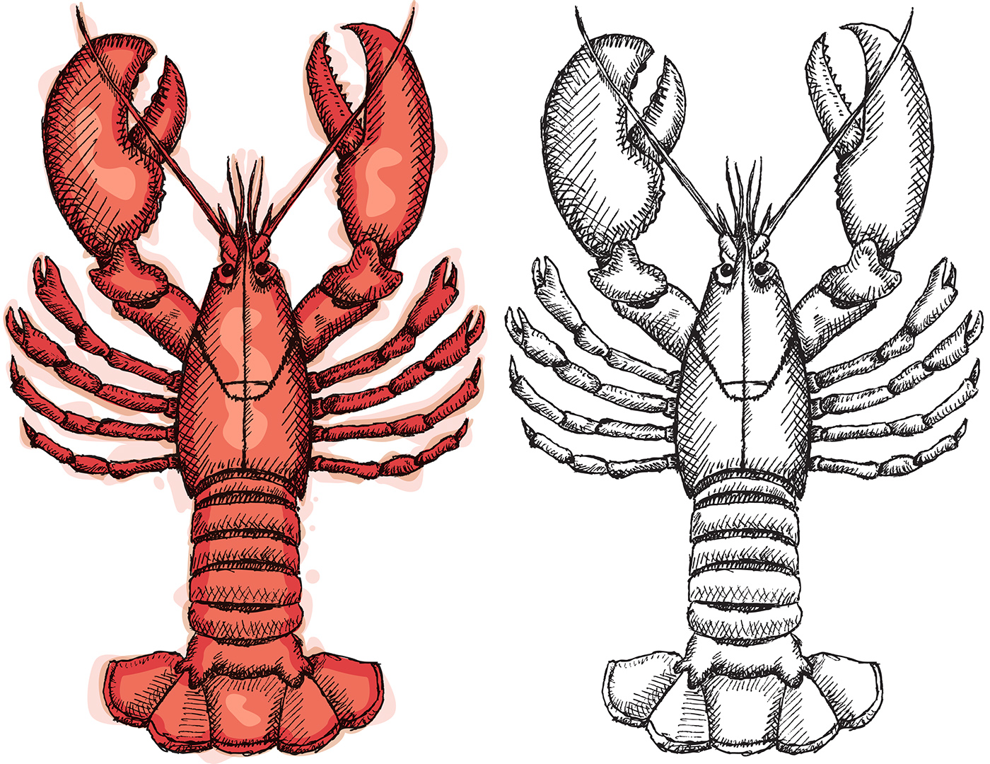 Lobster  pencil drawing stock illustration Illustration of sketches   17952271