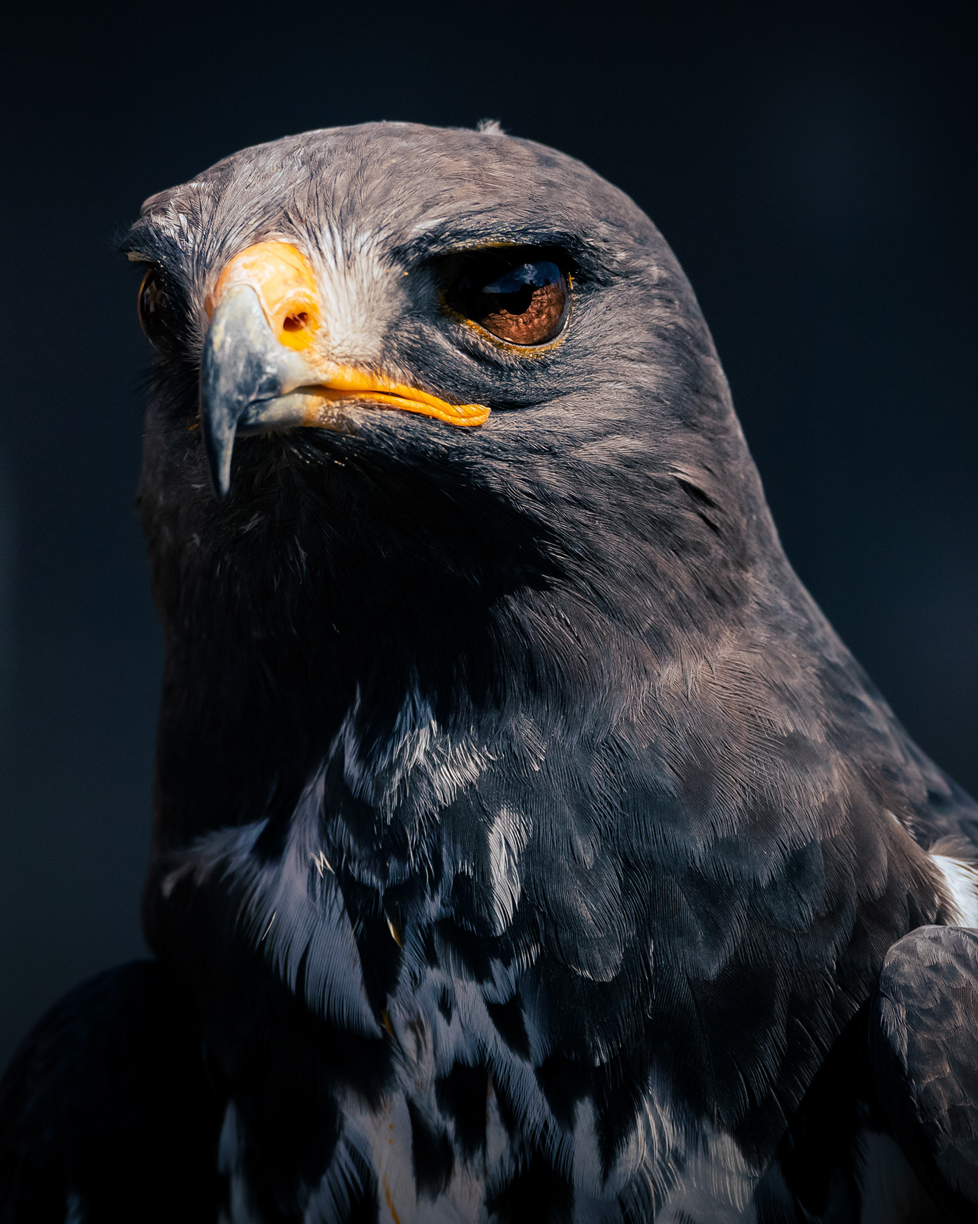 600mm animals birds blue buzzard Canon eagle falcon Falconry lightroom Photography  wildlife animal photography Nature sigma Wildlife photography
