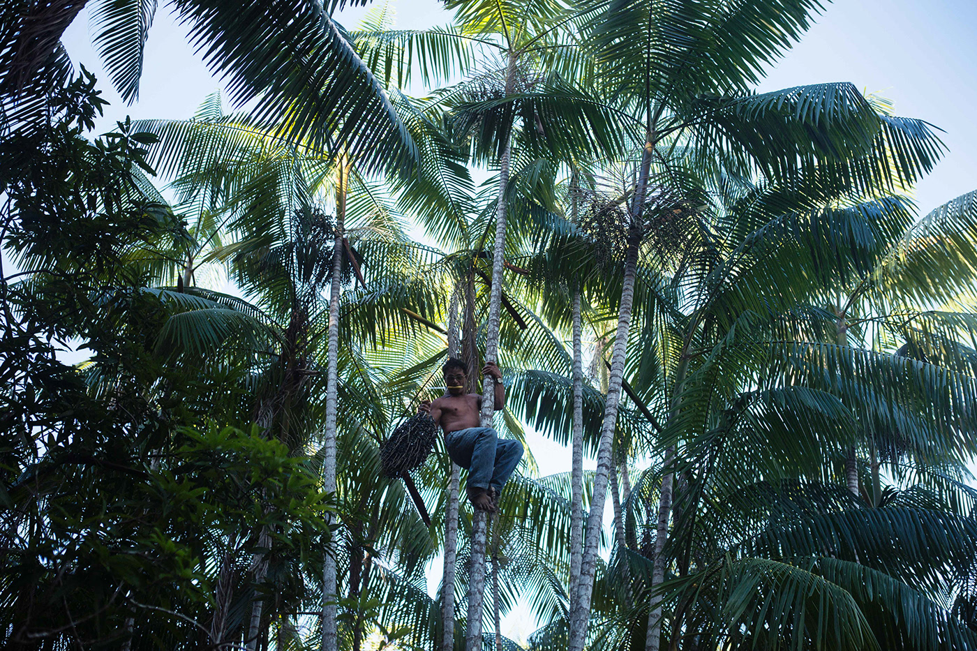 raw gold Brasil Amazon rainforest palm acai portrait Documentary  reportage