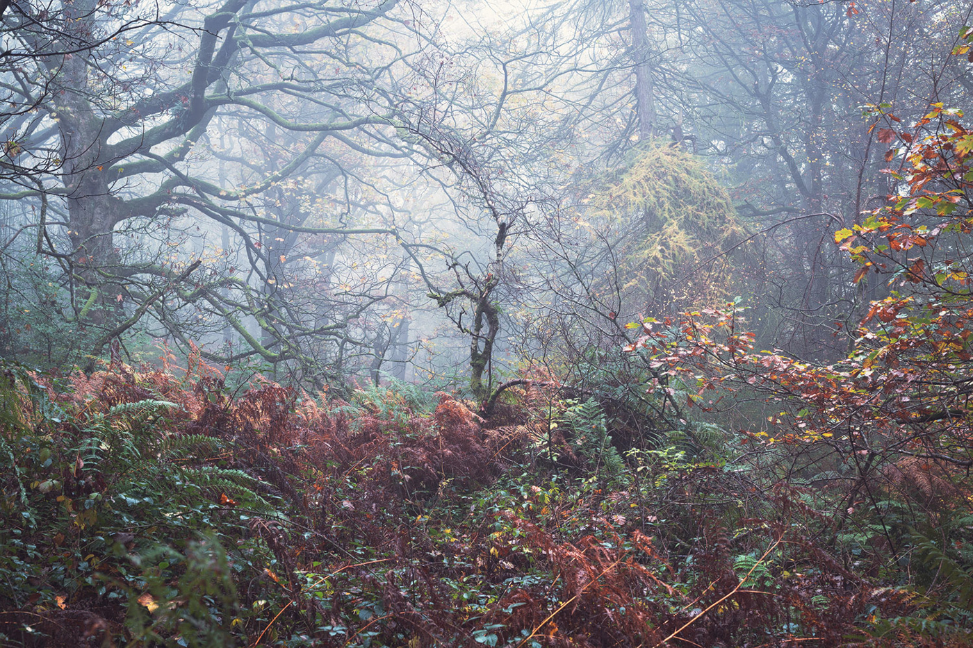 autumn curved gnarled  Grove Landscape mist Nature oak Tree  Treescape
