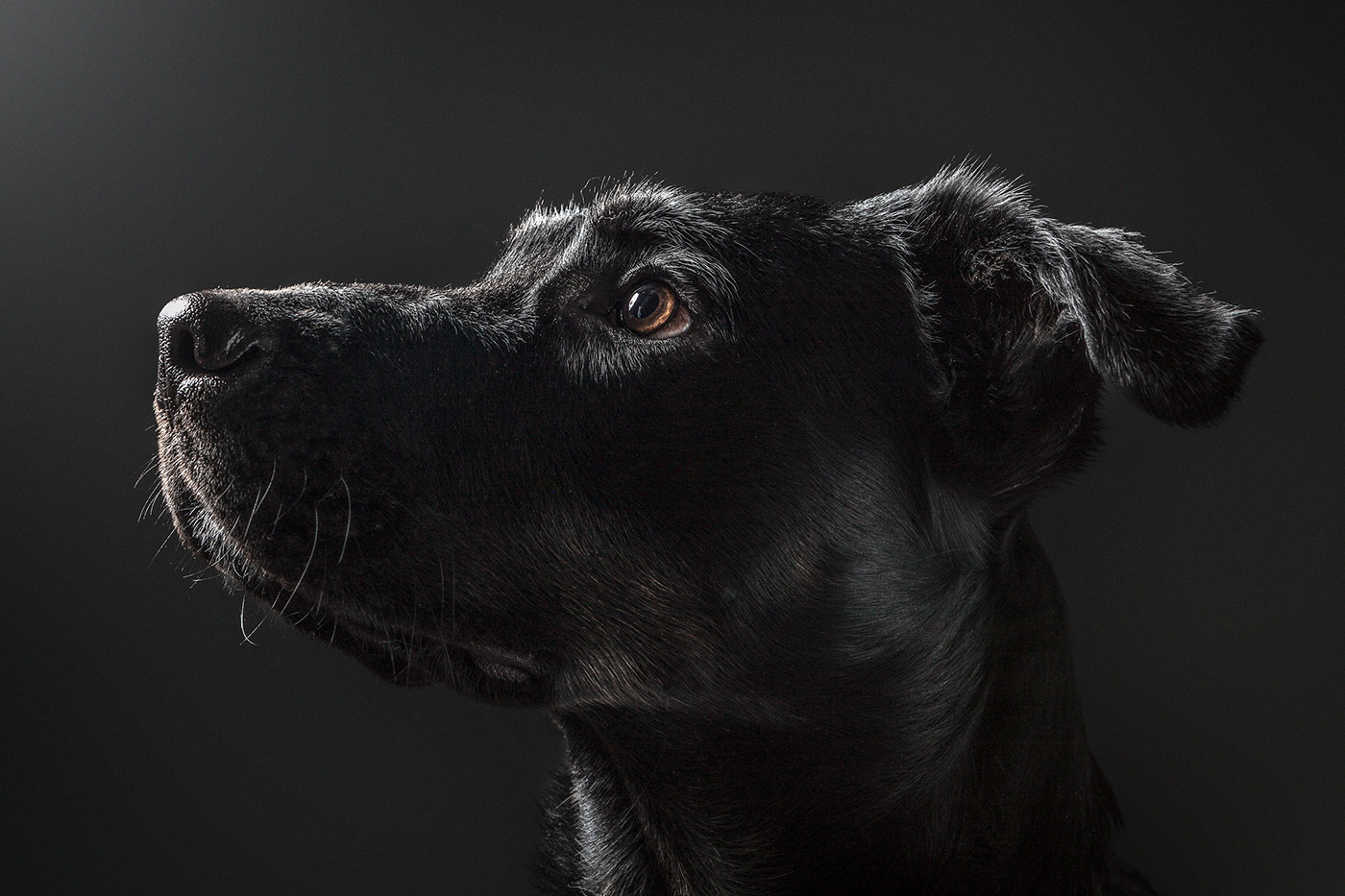 dog canine Black Lab Labrador studio ProPhoto lighting portrait Pet animal CCAD