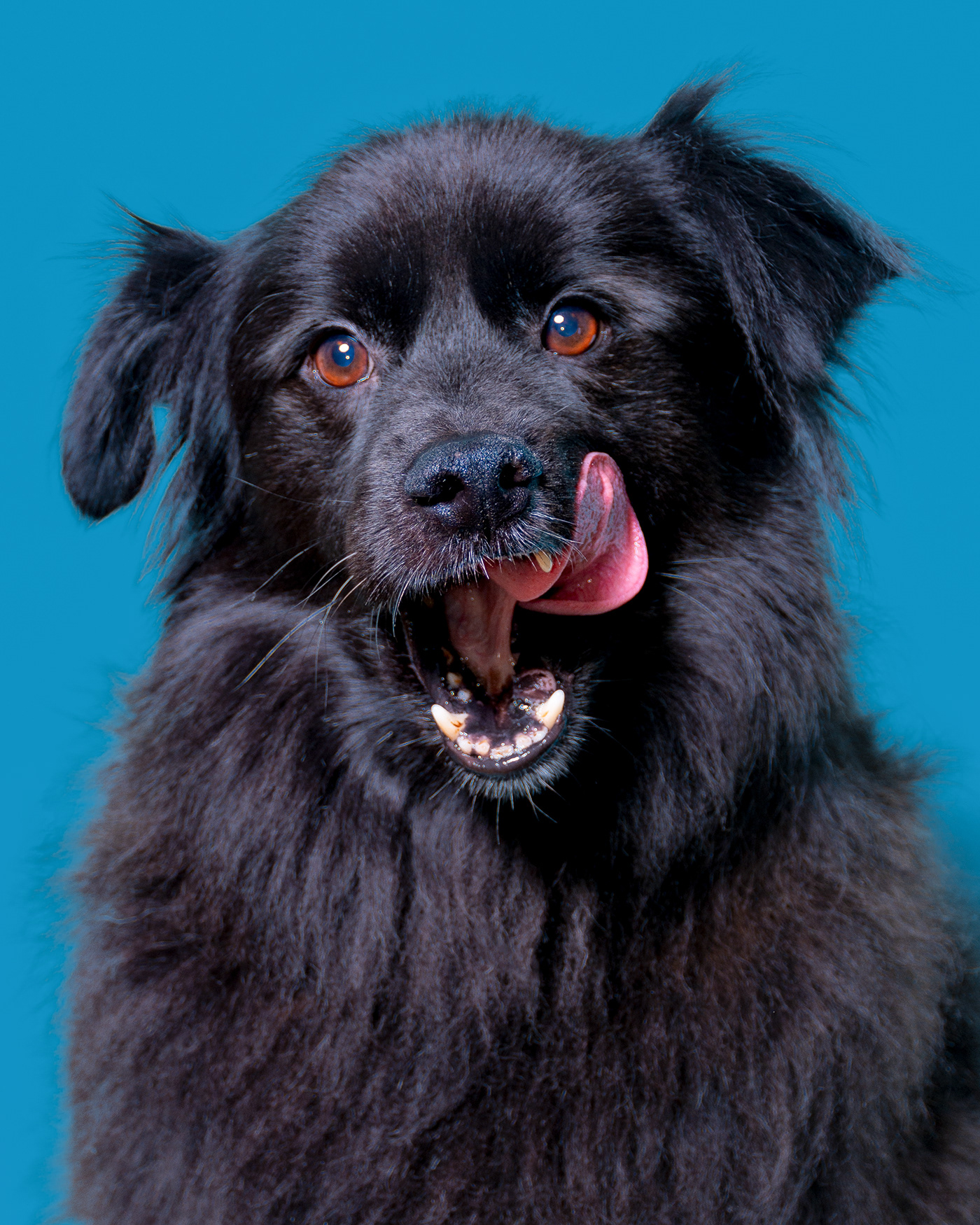 dog black blackdog Photography  dogphotography Pet cute dogphotographer