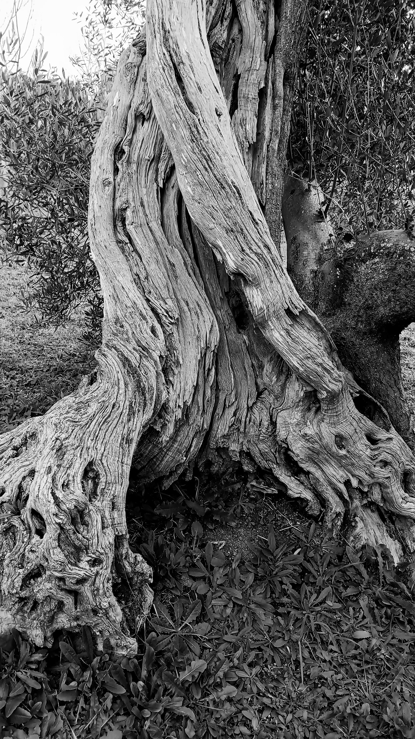 mediterranean Nature olive tree texture trees wood wood textures