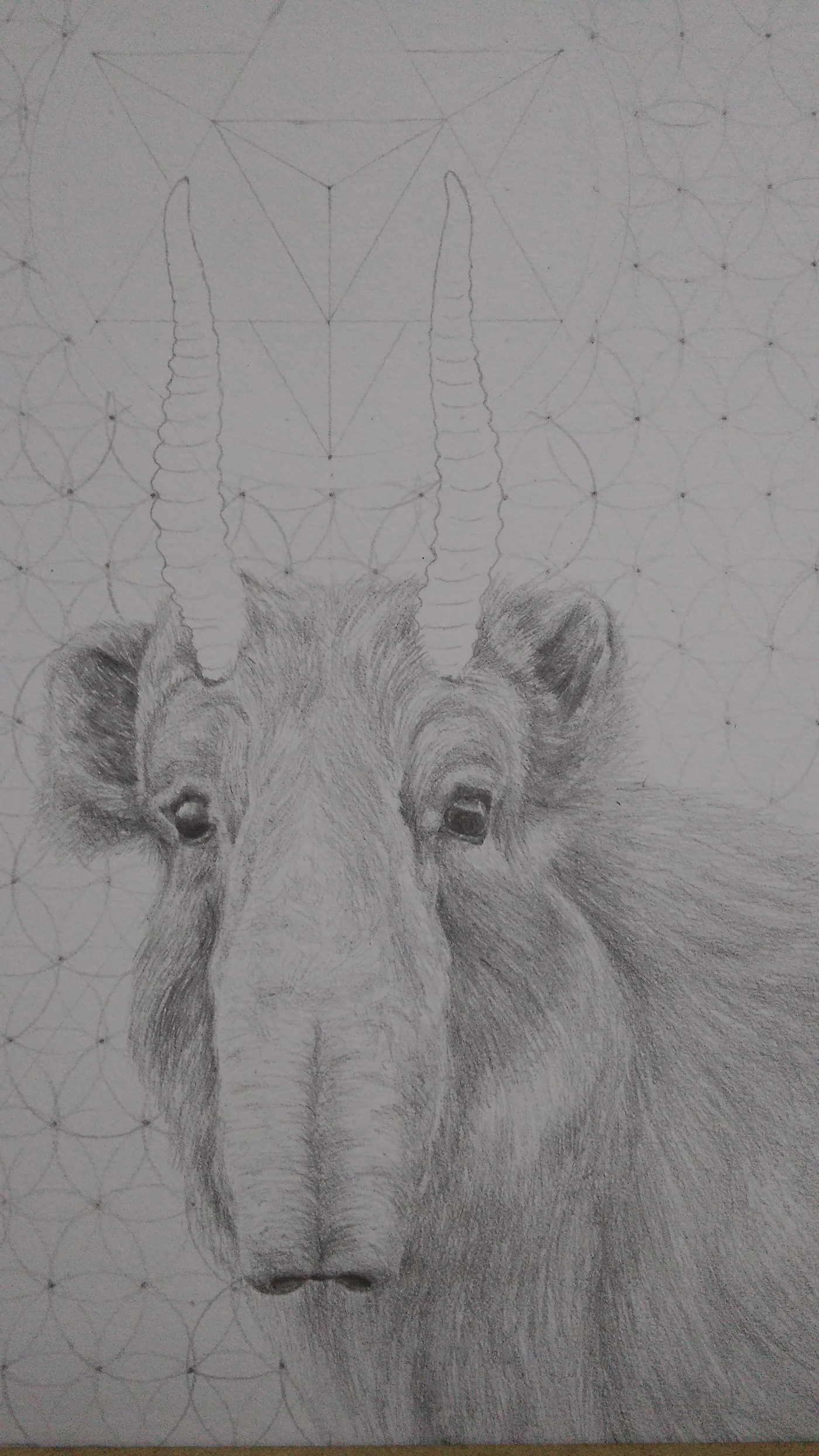 saiga draw realistic psychedelic desenho realista psy animal atelope antilope