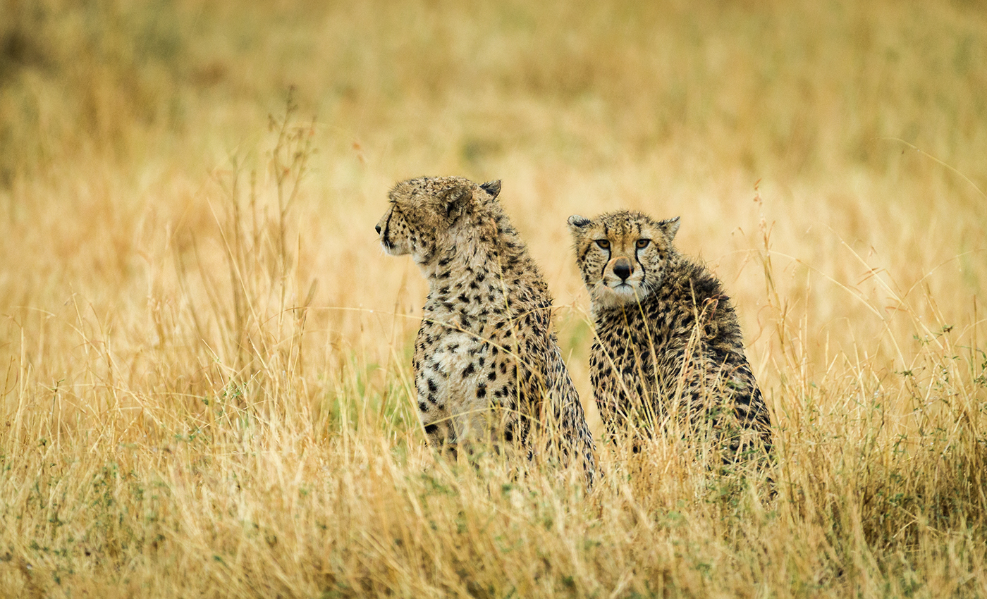 africa safari kenya wildlife wild