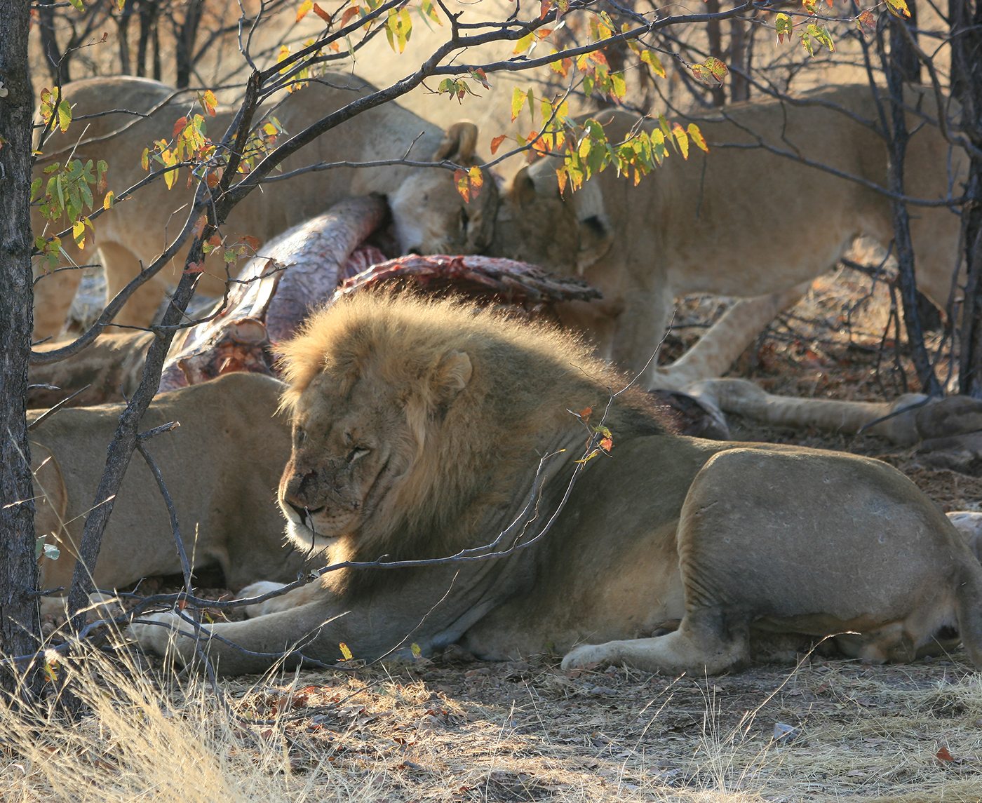 Lions etosha Namibia wildlife africa game safari