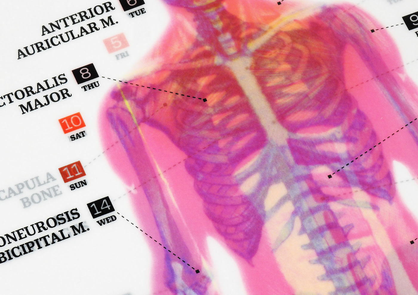 calndar anatomical anatomy typography   calendar design design Communication Design visual identity infographic vector