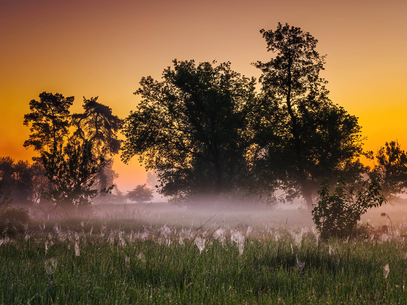 fog june Landscape mist MORNING Sunrise Tree 