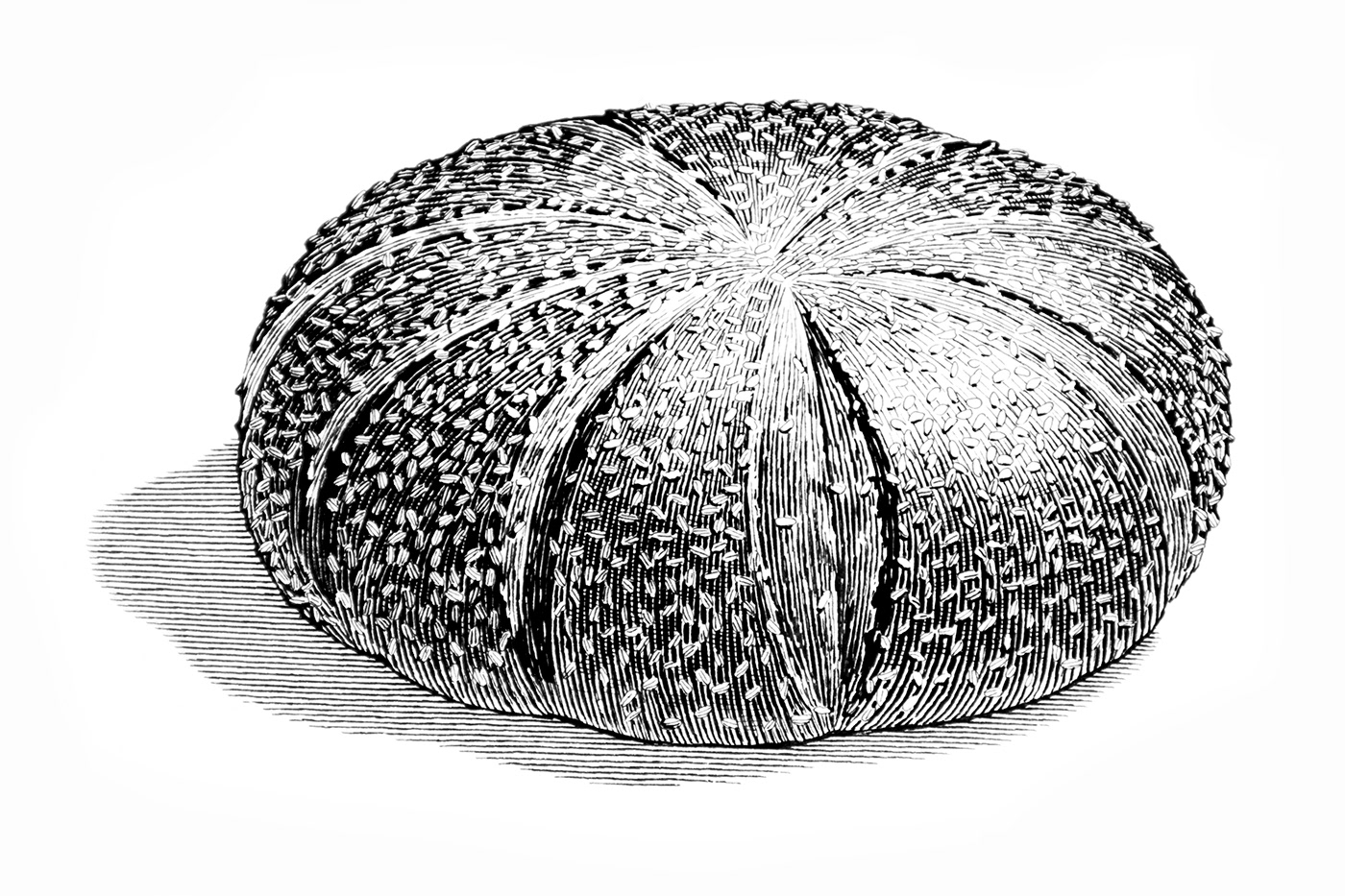 illustrations scratch board style breads Whole foods hand drawn engraving style illustration Illustrator