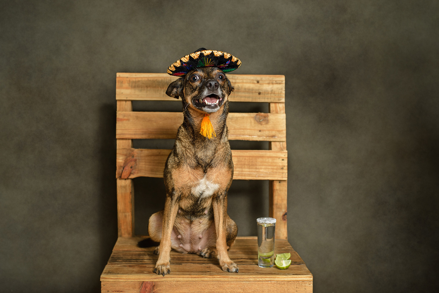 charro dog identity mariachi Mexican mexico model Photography  portrait studio