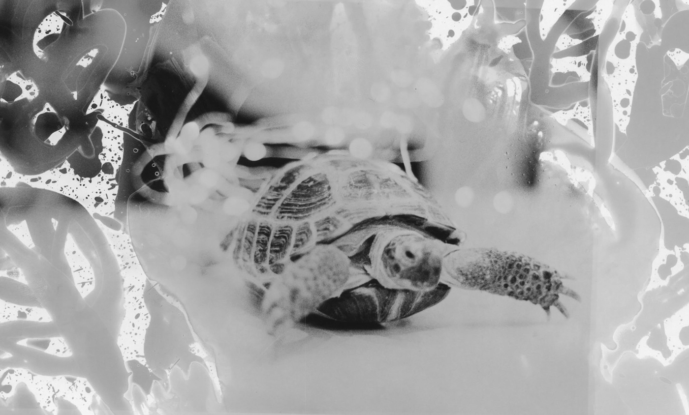 animals black and white creative Photography  tortoise