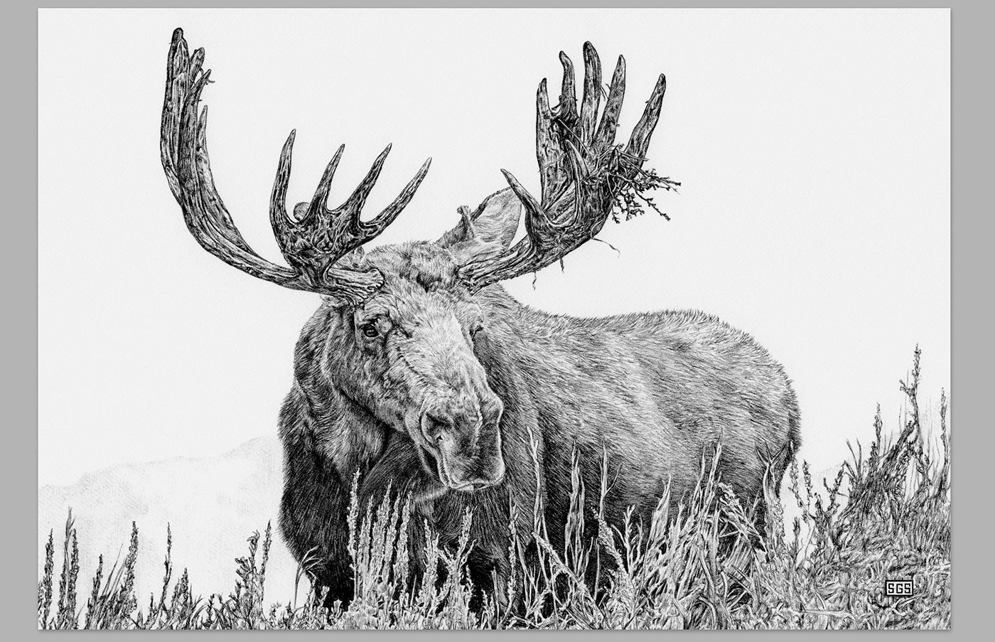 ILLUSTRATION  pen and ink ballpoint pen wildlife Colorado for sale