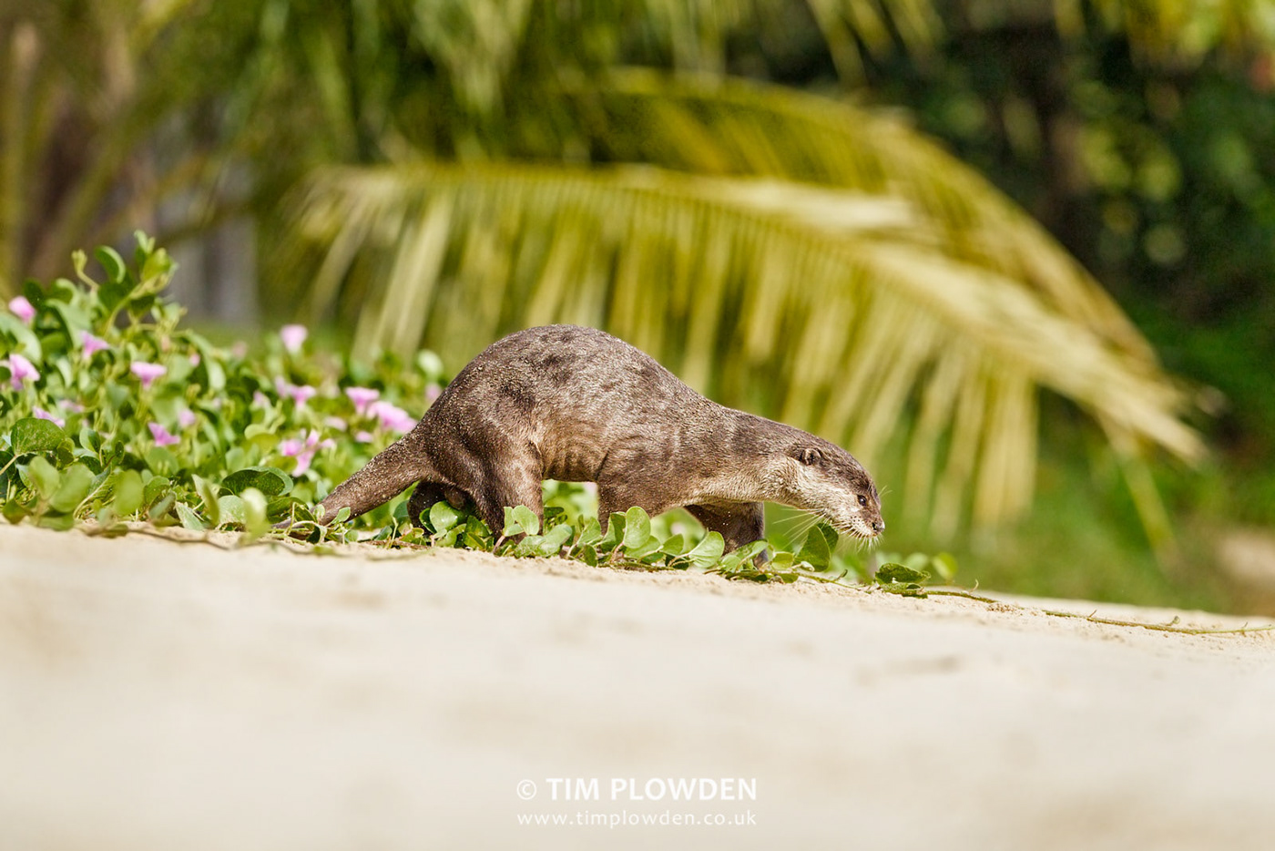 wildlife otter Urban mangrove Coast beach singapore river sea family