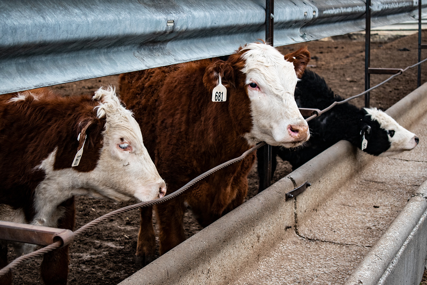 cows livestock photography