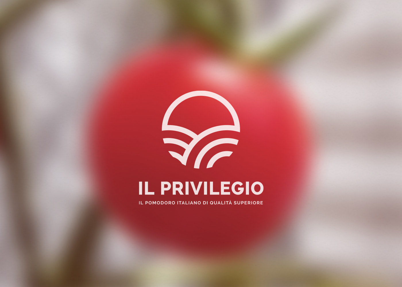 agriculture brand identity branding  color palette Corporate Identity Golden Ratio logo Nature New brand Tomato