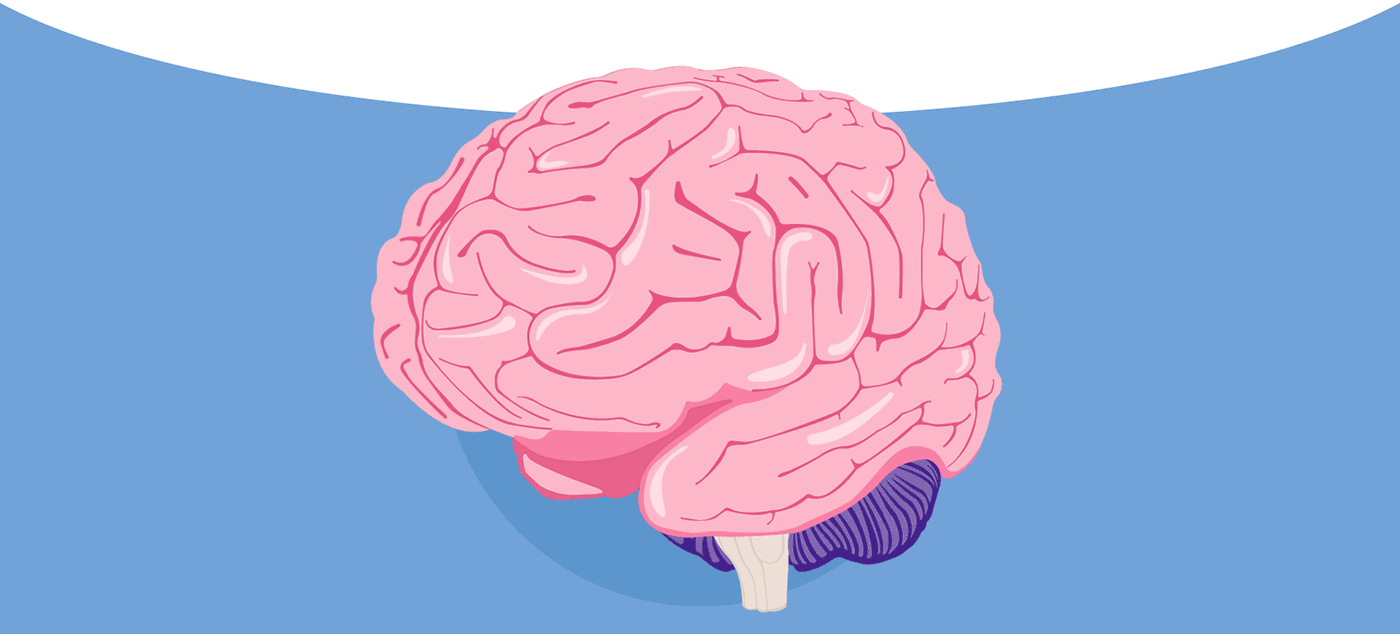 Изображение мозга человека. Головной мозг картинка. Головной мозг анимация.