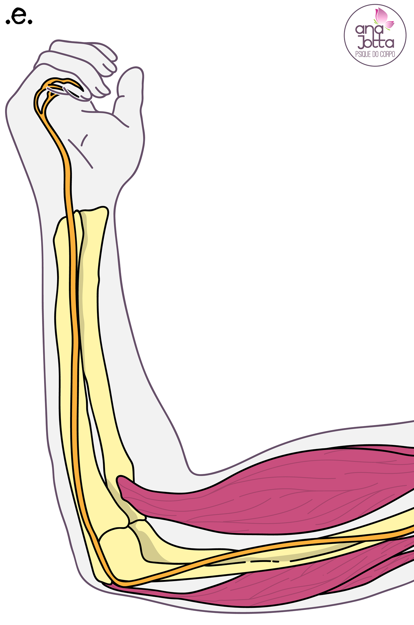 anatomia humana anatomy biceps Digital Art  Drawing  elbow fisioterapia fisiotherapy human anatomy ILLUSTRATION 
