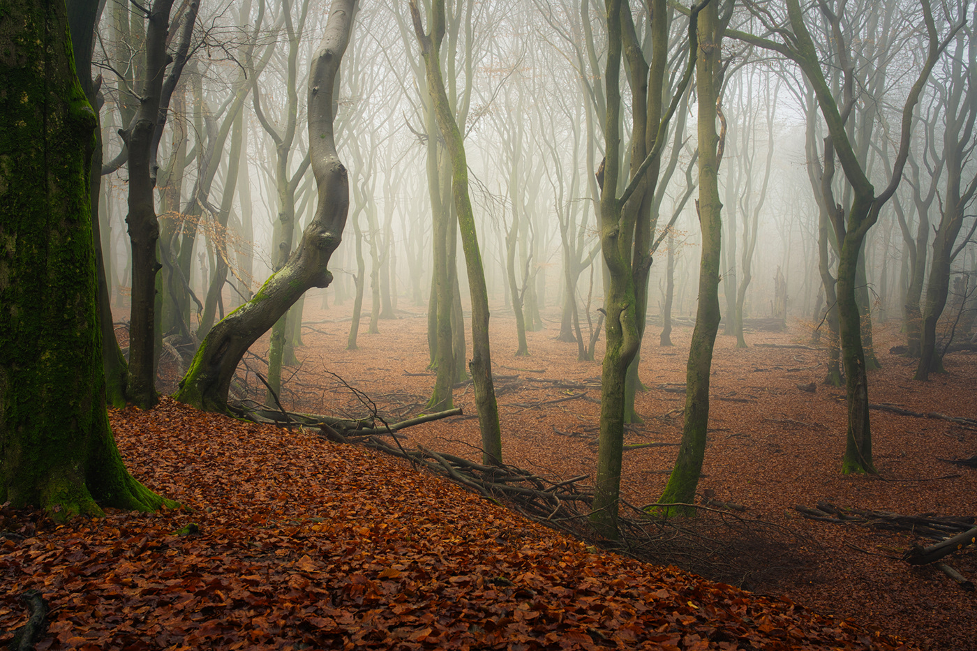 fog Forests horror mist mystery Scary The Netherlands