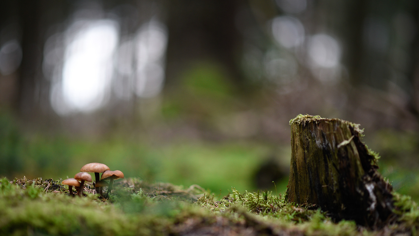 Mushrooms paddestoelen