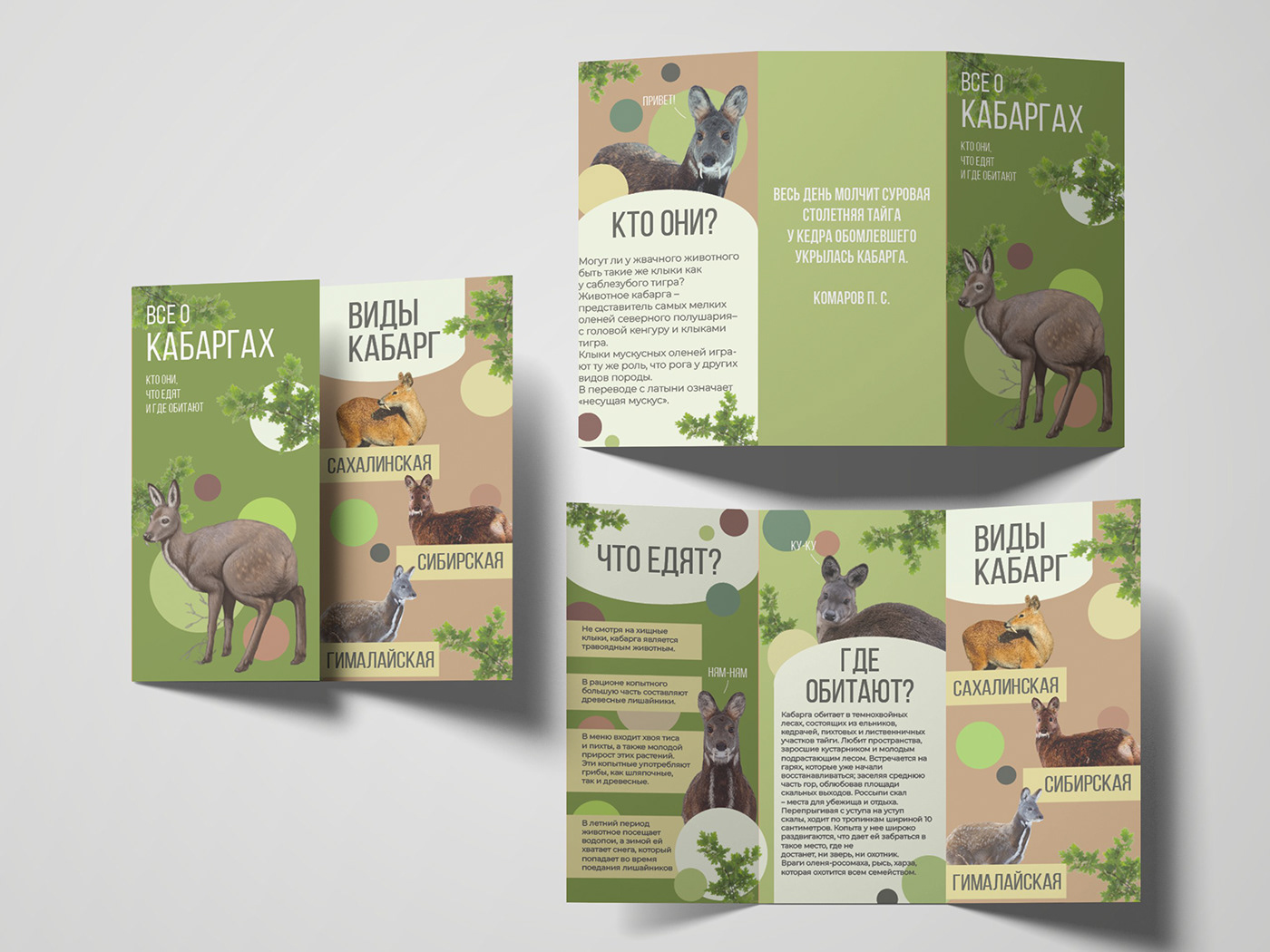 design posters adobe illustrator Graphic Designer InDesign natural booklets musk deer