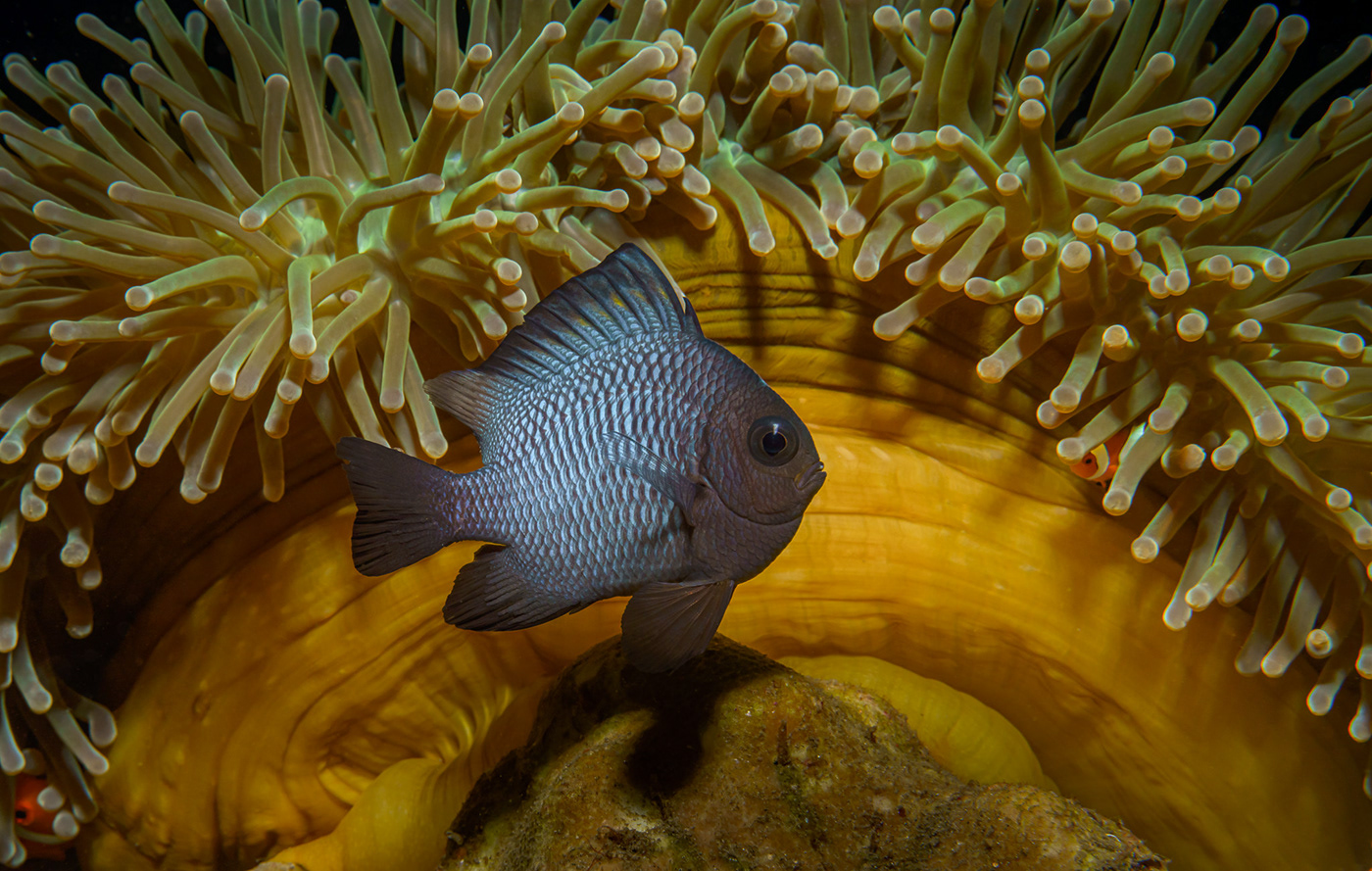 animals Clownfish diving fish life macro Nature Ocean underwater