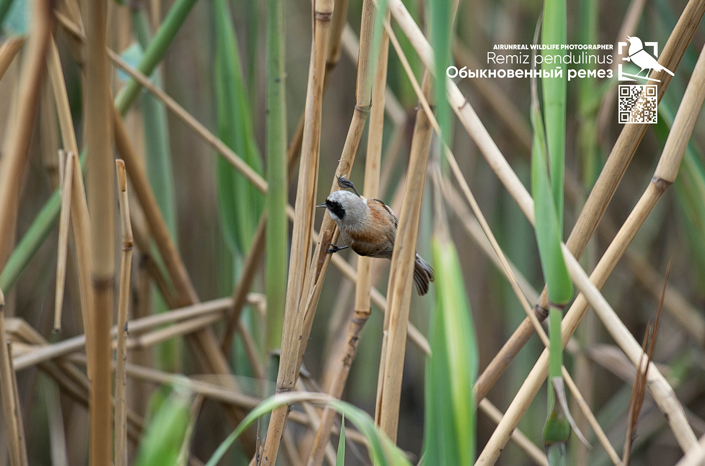 Remiz pendulinus bird birds birdswatching volgograd Russia wildlife Eurasian penduline tit TIT