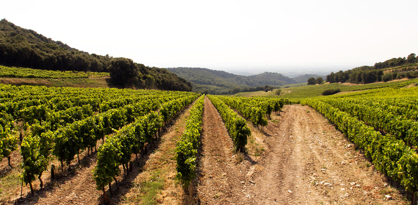 Provence Food  france wine côtes du Rhône voconces summer