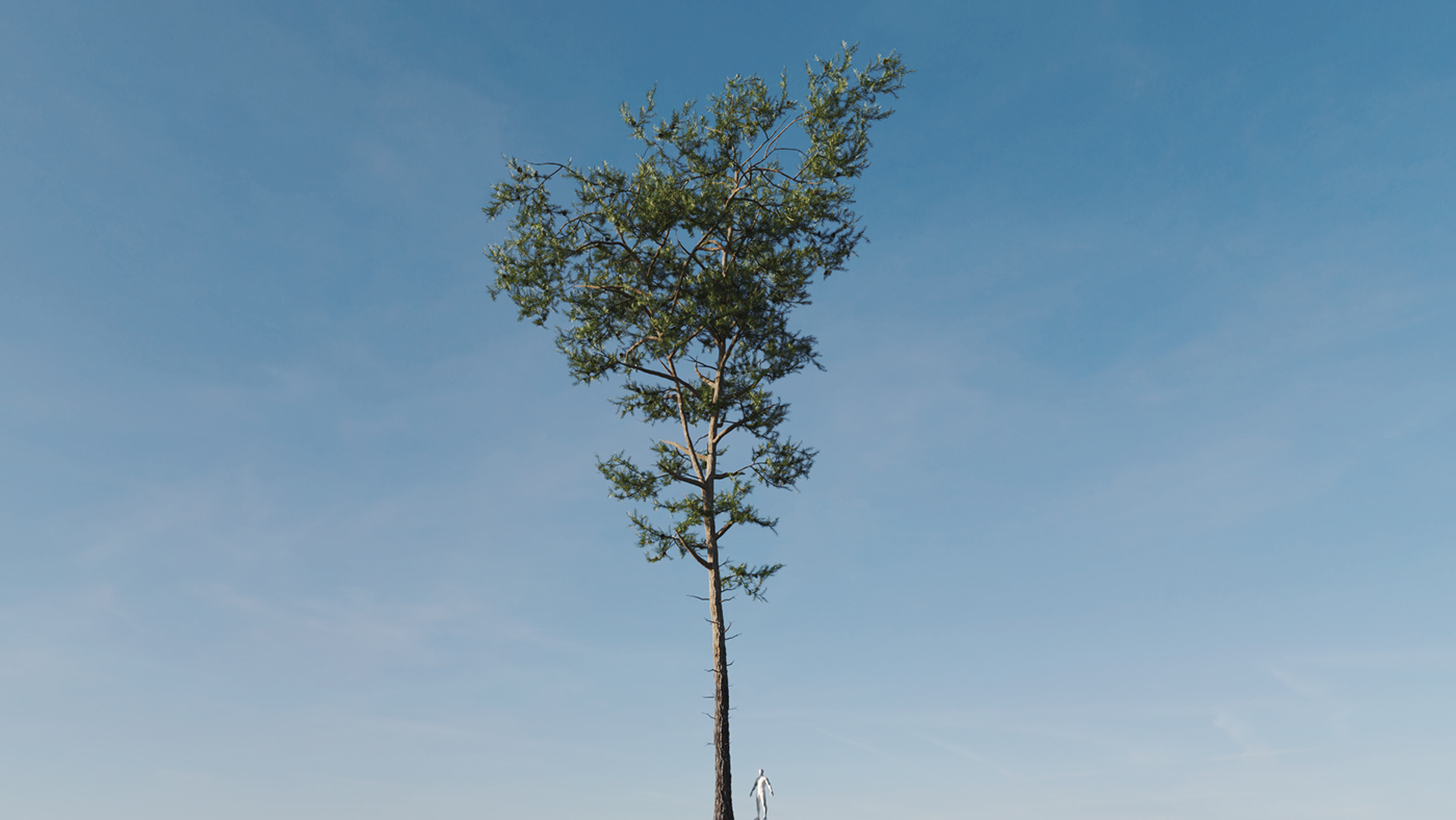 Tree Models pine tree darstellungsart Scots Pine Conifer 3D model archviz archviz models tree asset pine tree models