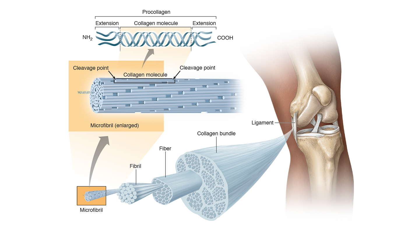 anatomy physiology ILLUSTRATION  muscles bones