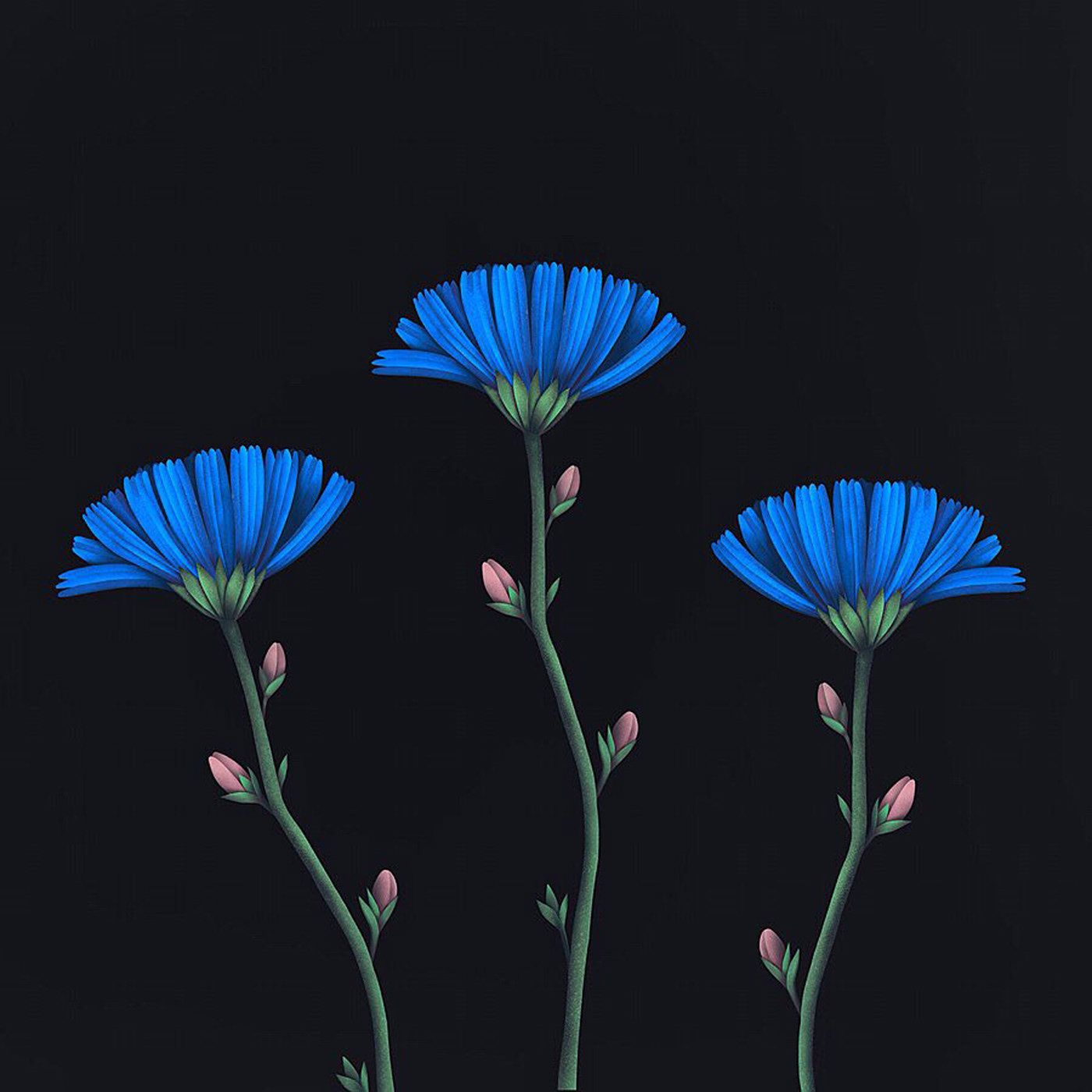 Digital Art  Procreate ILLUSTRATION  botanical art graphic design  Flowers digital illustration